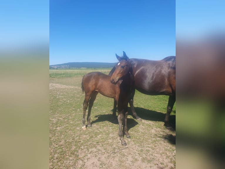 Hanoverian Stallion Foal (05/2026) 16 hh Bay-Dark in Elze