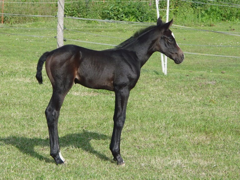 Hanoverian Stallion  16 hh Can be white in Dickel
