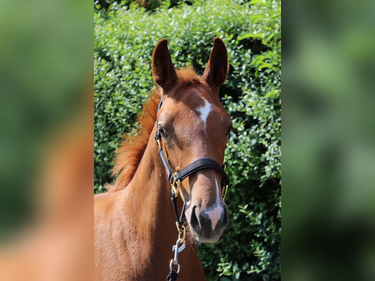 Hanoverian Stallion Foal (05/2024) 16 hh Chestnut in Gleichen