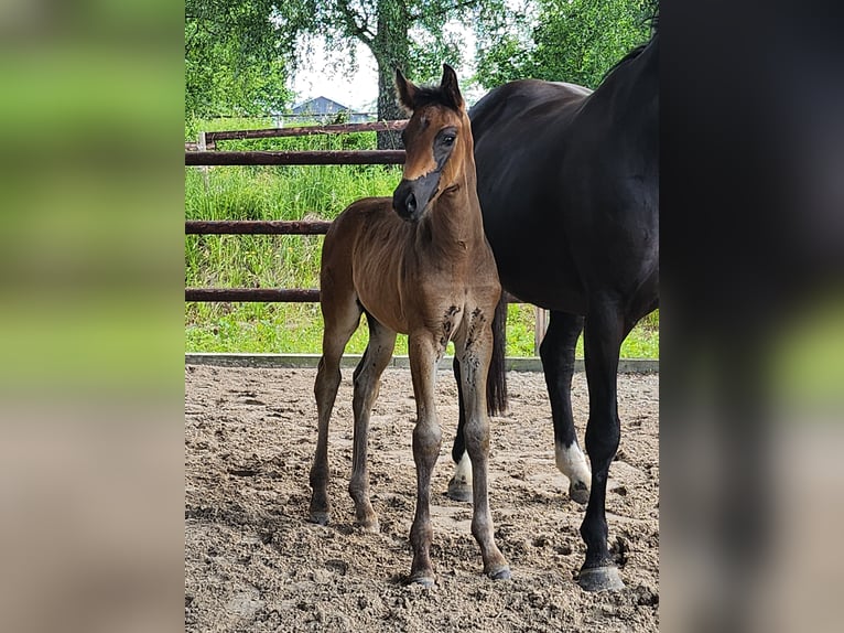 Hanoverian Stallion Foal (05/2026) 16 hh Smoky-Black in Elsoff