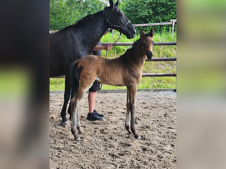 Hanoverian Stallion Foal (05/2026) 16 hh Smoky-Black in Elsoff