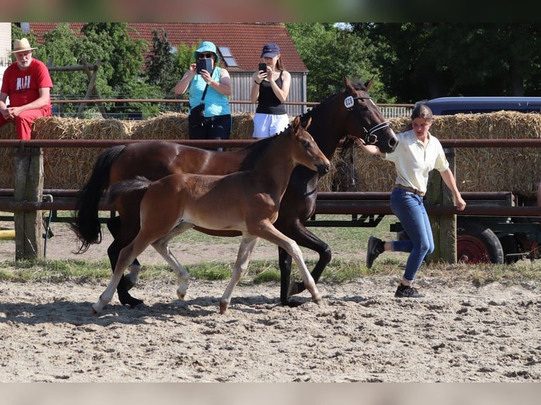 Hanoverian Stallion  16,1 hh Bay-Dark in Wolfsburg