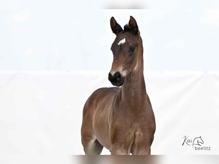 Hanoverian Stallion  16,1 hh Bay-Dark in Wolfsburg