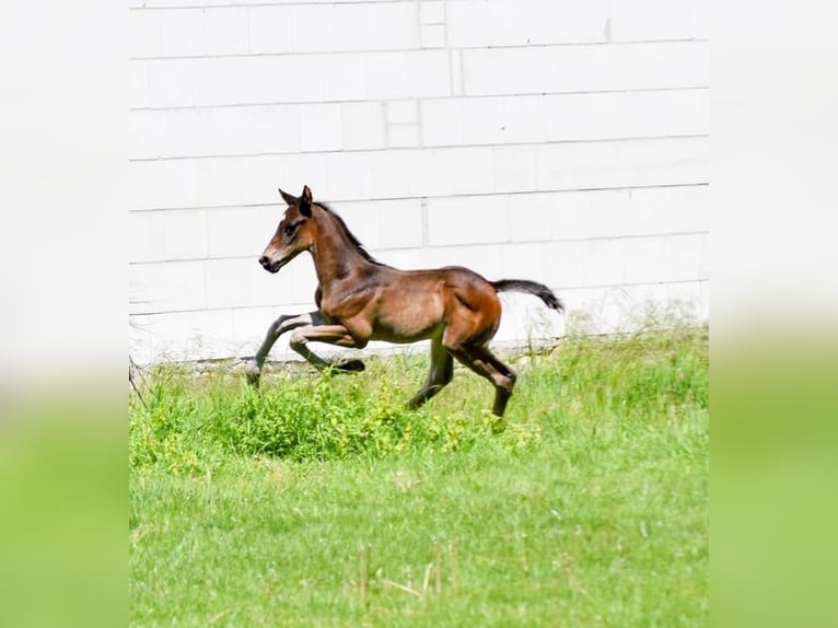 Hanoverian Stallion  16,1 hh Bay-Dark in Wolfsburg