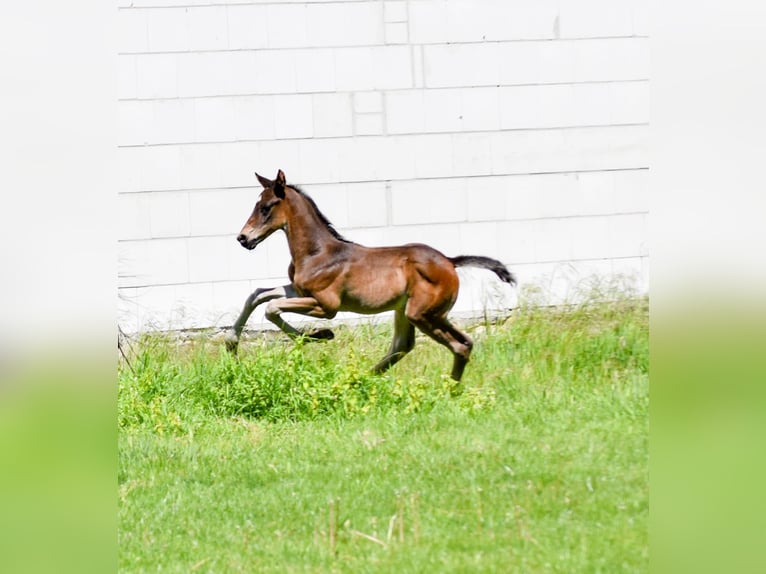 Hanoverian Stallion  16,1 hh Bay-Dark in Wolfsburg