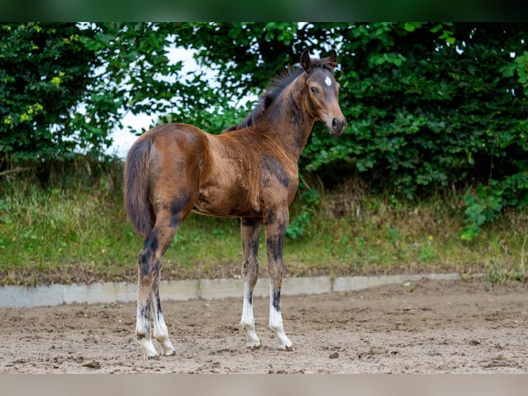 Hanoverian Stallion Foal (03/2025) 16,1 hh Bay-Dark in Felde