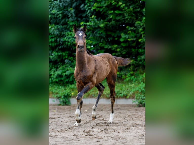 Hanoverian Stallion Foal (03/2025) 16,1 hh Bay-Dark in Felde