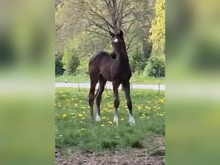 Hanoverian Stallion Foal (03/2025) 16,1 hh Bay-Dark in Felde