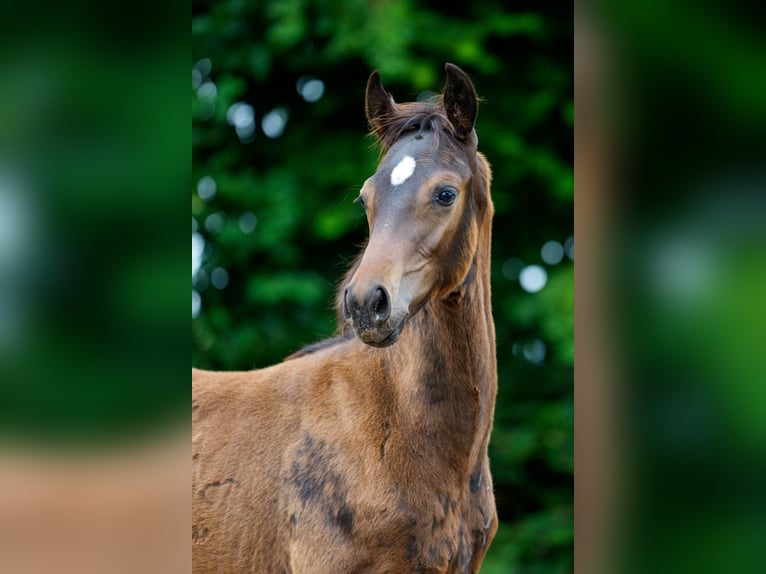 Hanoverian Stallion Foal (03/2025) 16,1 hh Bay-Dark in Felde