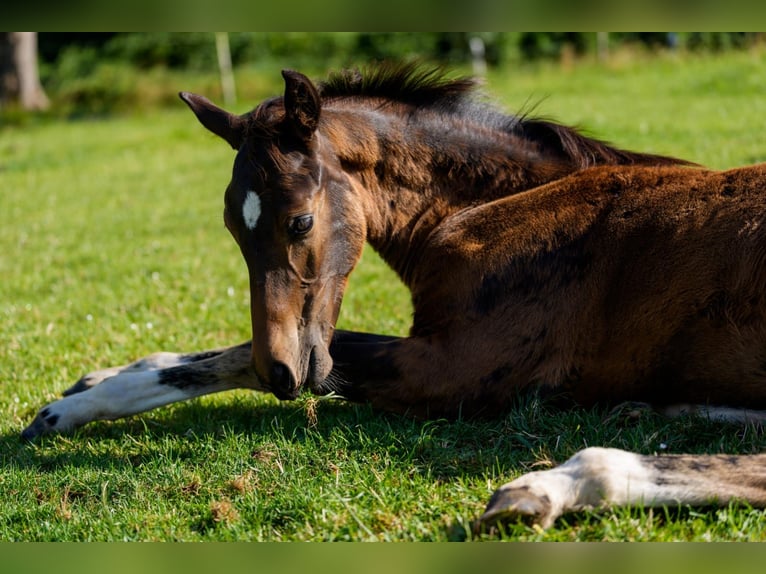 Hanoverian Stallion Foal (03/2025) 16,1 hh Bay-Dark in Felde