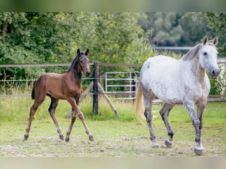 Hanoverian Stallion Foal (04/2025) 16,1 hh Bay-Dark in Bad Bentheim