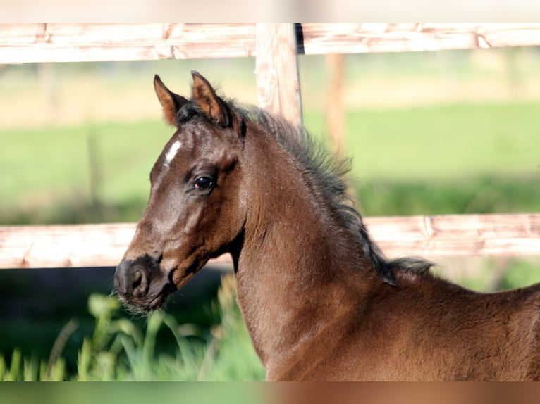 Hanoverian Stallion  16,1 hh Black in Kutenholz