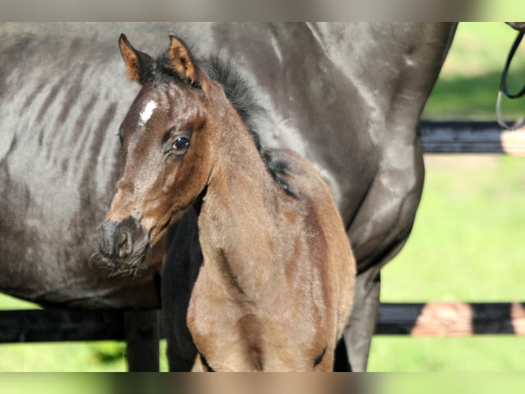 Hanoverian Stallion  16,1 hh Black in Kutenholz