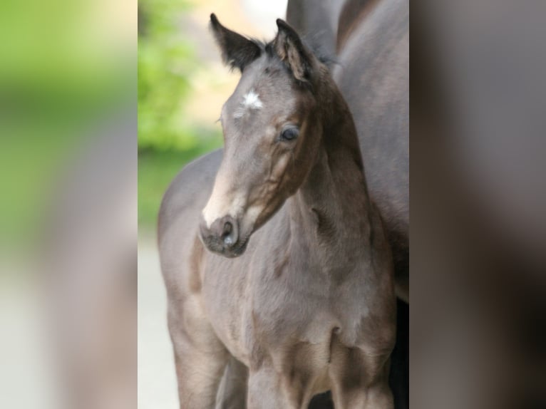 Hanoverian Stallion  16,1 hh Black in Kutenholz