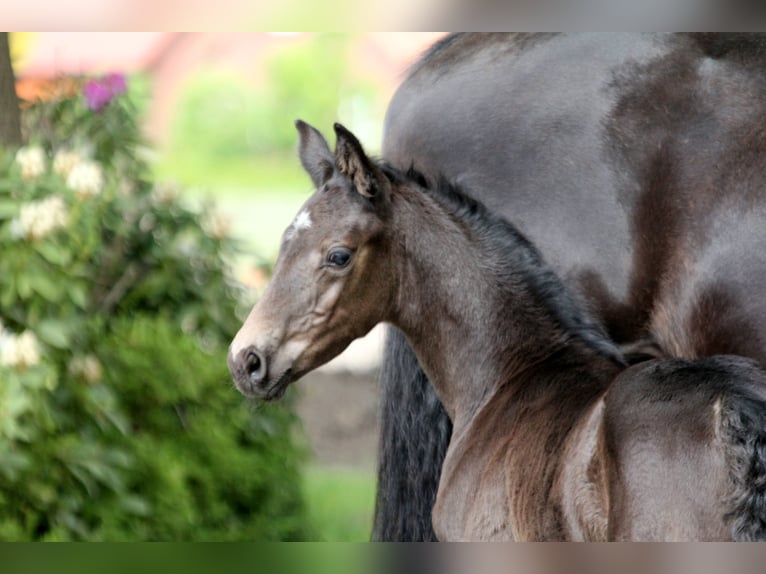 Hanoverian Stallion  16,1 hh Black in Kutenholz