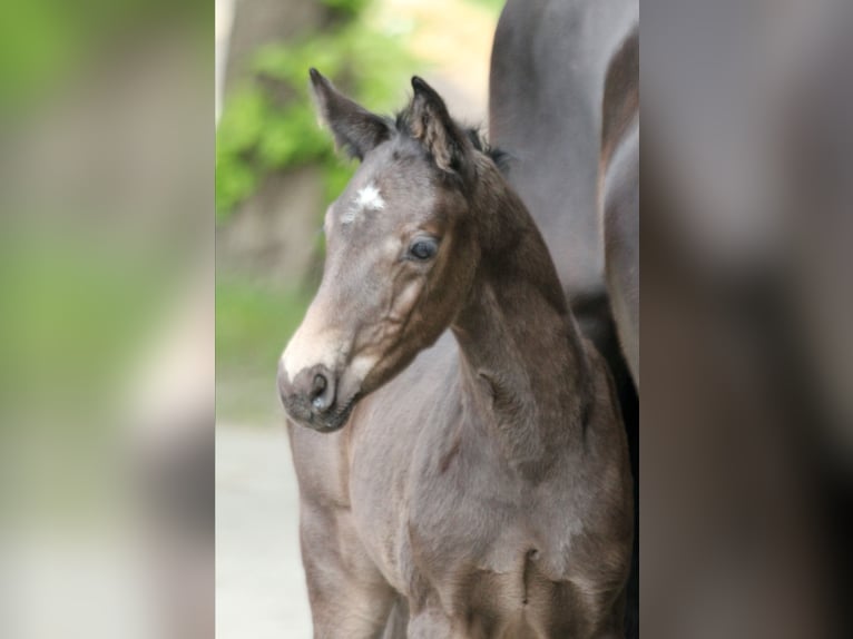 Hanoverian Stallion  16,1 hh Black in Kutenholz
