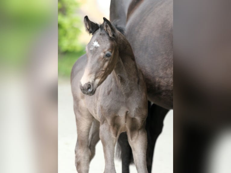 Hanoverian Stallion  16,1 hh Black in Kutenholz