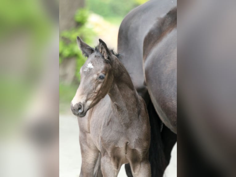 Hanoverian Stallion  16,1 hh Black in Kutenholz