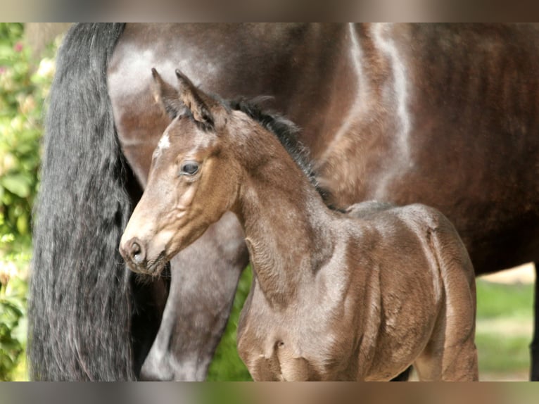 Hanoverian Stallion  16,1 hh Black in Kutenholz
