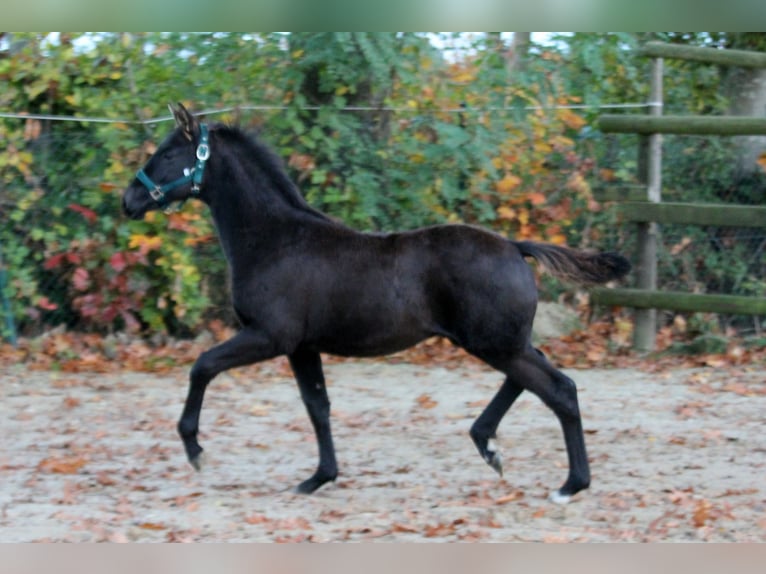 Hanoverian Stallion Foal (05/2025) 16,1 hh Black in Wingst