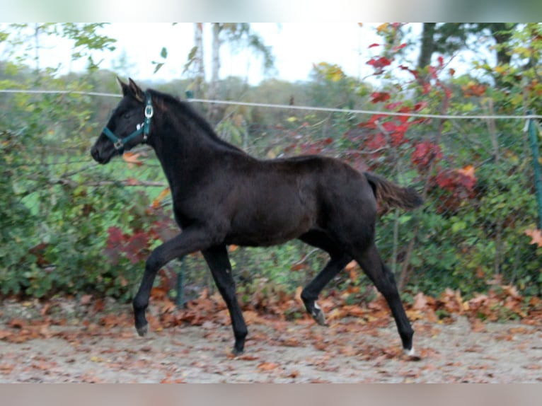 Hanoverian Stallion Foal (05/2025) 16,1 hh Black in Wingst