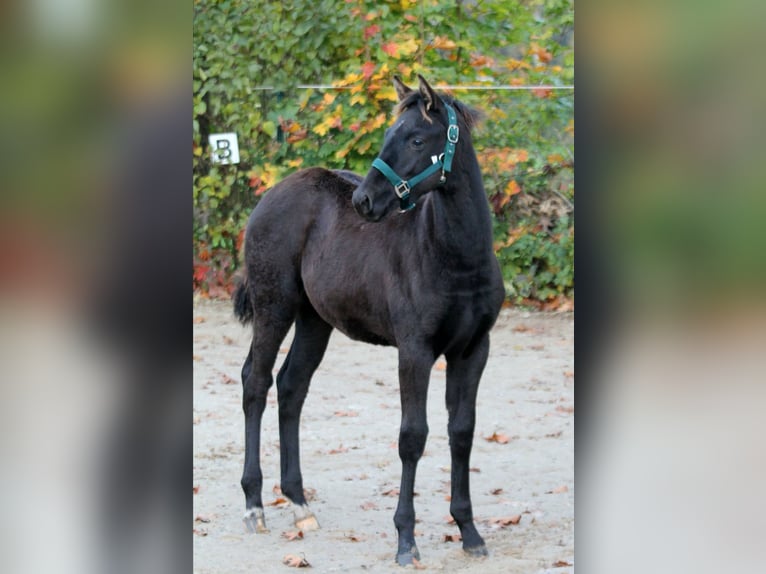 Hanoverian Stallion Foal (05/2025) 16,1 hh Black in Wingst