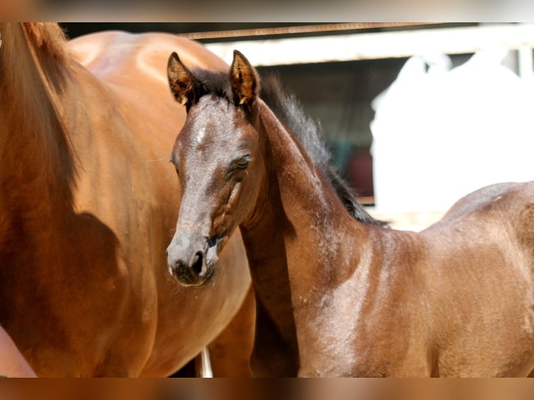 Hanoverian Stallion  16,1 hh Black in Wingst
