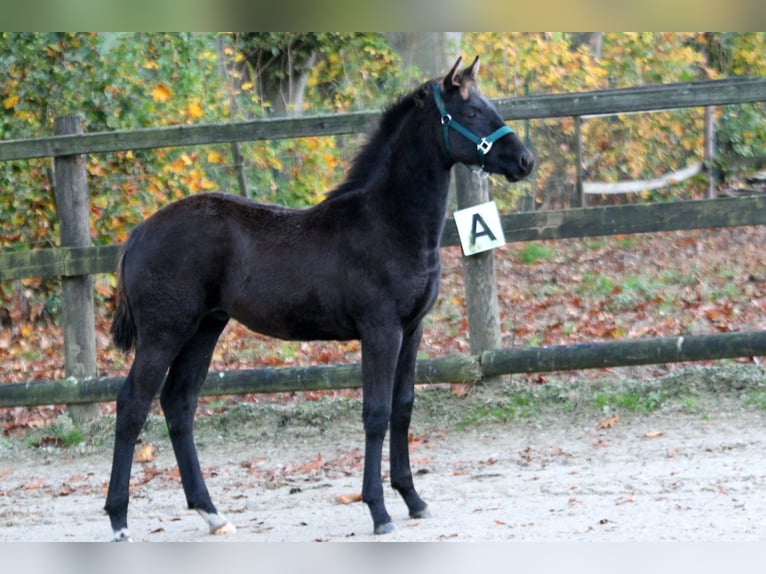 Hanoverian Stallion Foal (05/2025) 16,1 hh Black in Wingst