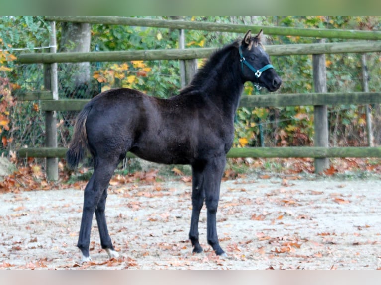 Hanoverian Stallion Foal (05/2025) 16,1 hh Black in Wingst