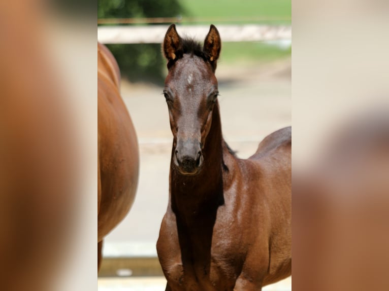 Hanoverian Stallion  16,1 hh Black in Wingst