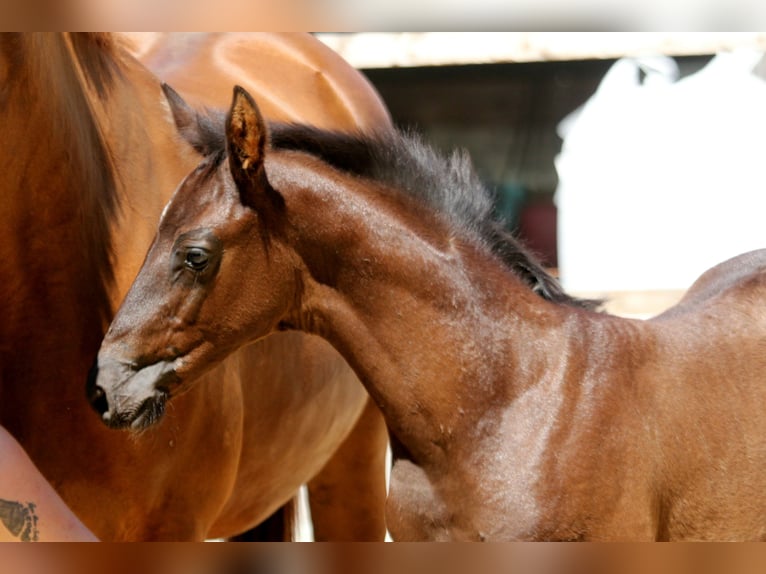 Hanoverian Stallion  16,1 hh Black in Wingst