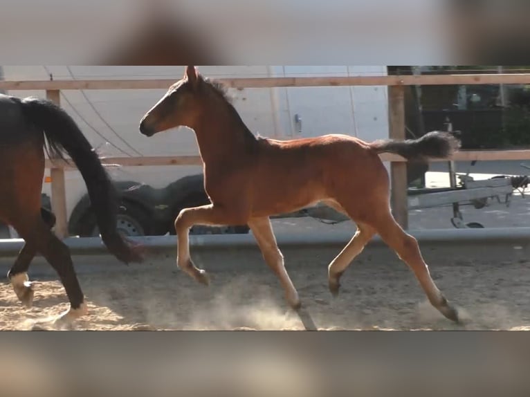 Hanoverian Stallion  16,1 hh Brown in Wingst