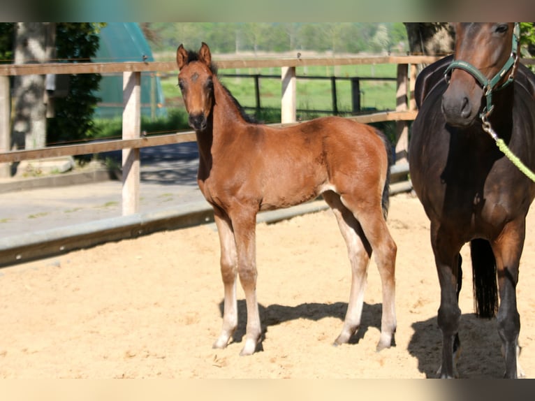 Hanoverian Stallion  16,1 hh Brown in Wingst
