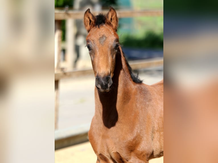 Hanoverian Stallion  16,1 hh Brown in Wingst