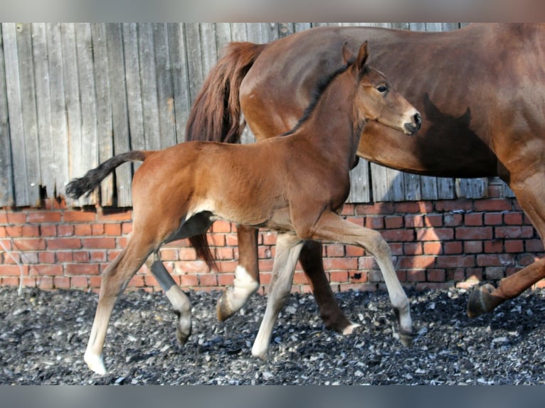 Hanoverian Stallion  16,1 hh Brown in Wingst