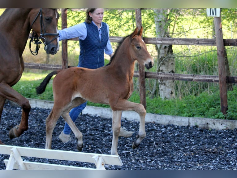 Hanoverian Stallion  16,1 hh Brown in Wingst