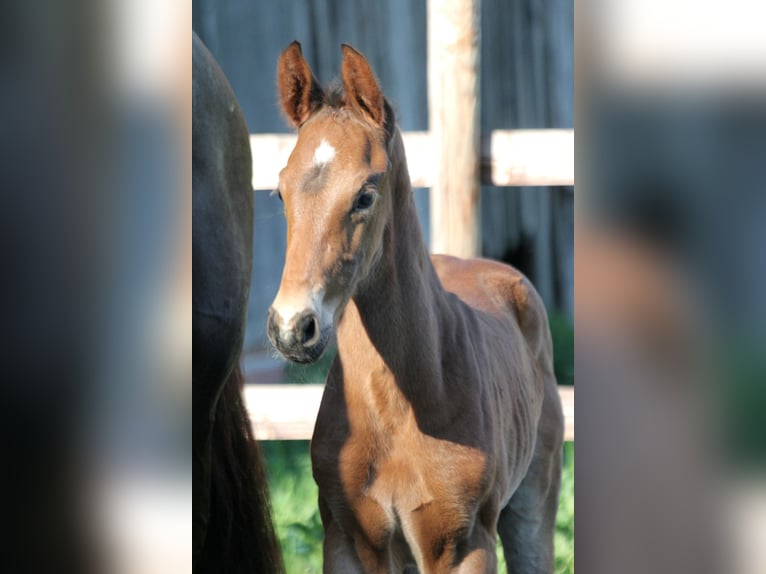 Hanoverian Stallion  16,1 hh Brown in Wingst