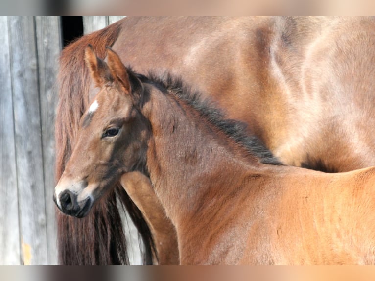 Hanoverian Stallion  16,1 hh Brown in Wingst