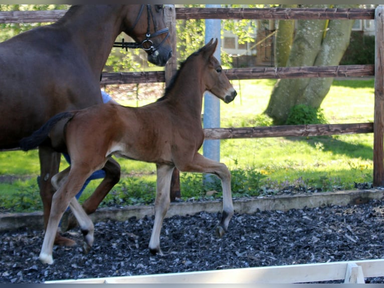 Hanoverian Stallion  16,1 hh Brown in Wingst