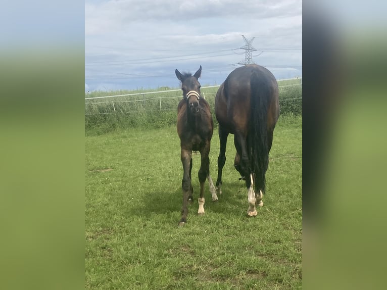 Hanoverian Stallion  16,1 hh Brown in Moringen