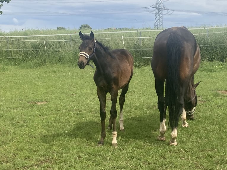 Hanoverian Stallion  16,1 hh Brown in Moringen
