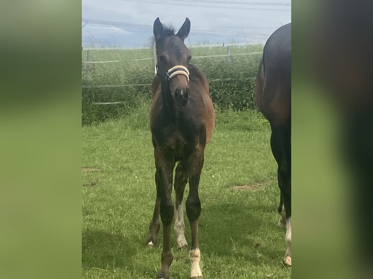 Hanoverian Stallion  16,1 hh Brown in Moringen