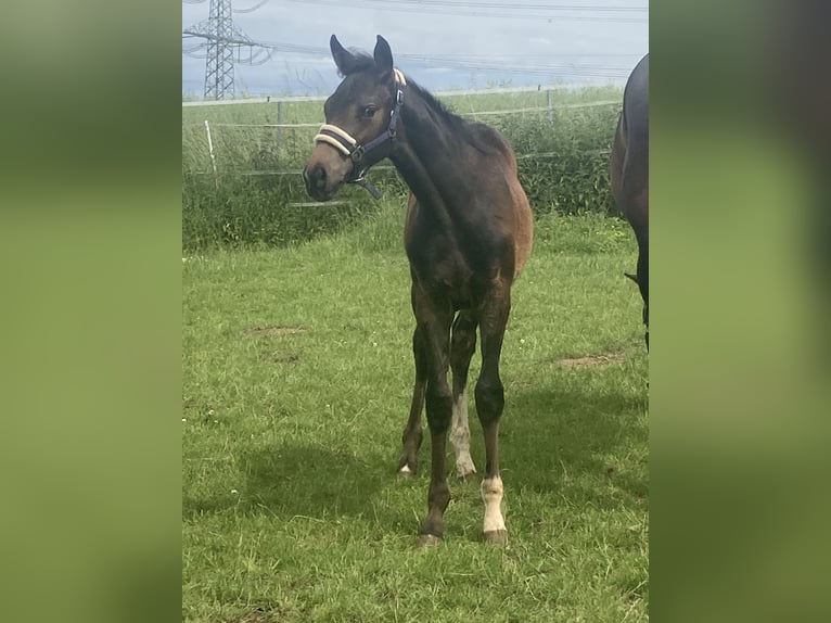 Hanoverian Stallion  16,1 hh Brown in Moringen