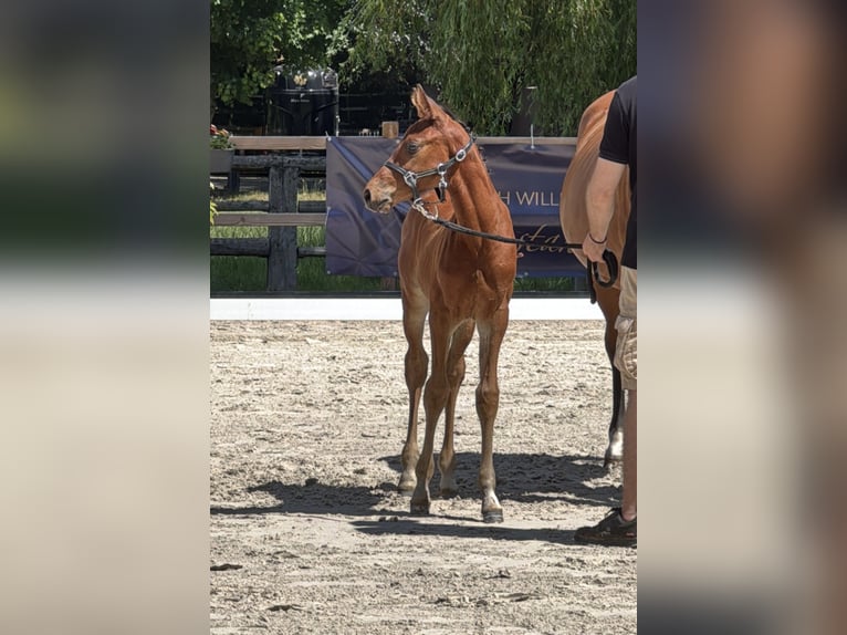 Hanoverian Stallion Foal (05/2025) 16,1 hh Brown in Hahnst&#xE4;tten