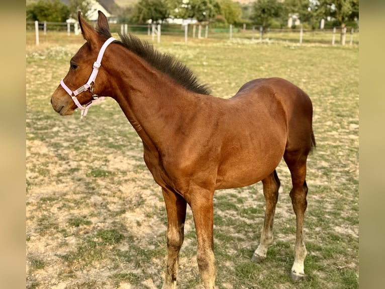 Hanoverian Stallion Foal (05/2025) 16,1 hh Brown in Hahnst&#xE4;tten