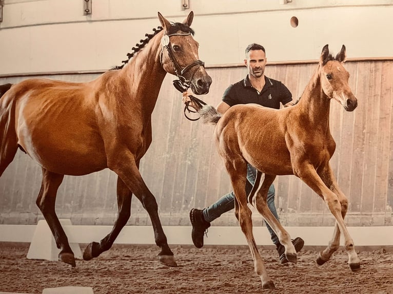 Hanoverian Stallion Foal (05/2025) 16,1 hh Brown in Hahnst&#xE4;tten