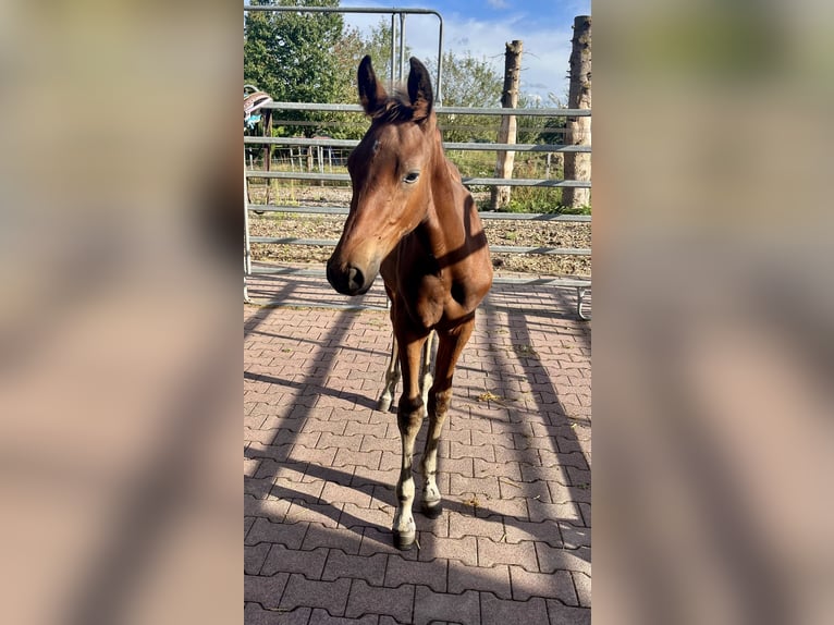 Hanoverian Stallion Foal (05/2025) 16,1 hh Brown in Hahnst&#xE4;tten