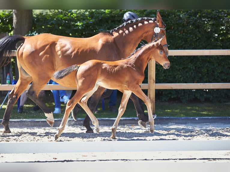 Hanoverian Stallion Foal (05/2025) 16,1 hh Brown in Hahnst&#xE4;tten