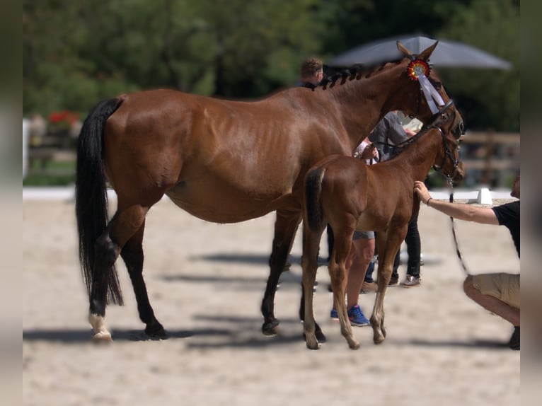 Hanoverian Stallion Foal (05/2025) 16,1 hh Brown in Hahnst&#xE4;tten