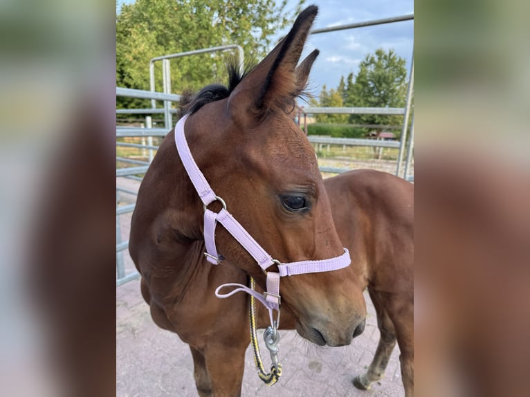 Hanoverian Stallion Foal (05/2025) 16,1 hh Brown in Hahnst&#xE4;tten